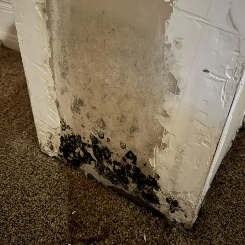 Professional Mold Removal in Plymouth, PA